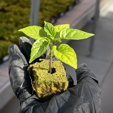 Carolina Reaper Pepper Plants - The Pepper Pantry (Formerly Marie Sharp's)